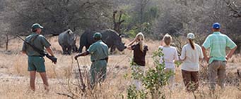 Big Five African Safari Kruger National Park