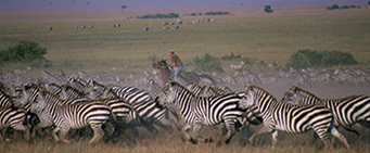 African Horseriding Safari Offbeat Kenya