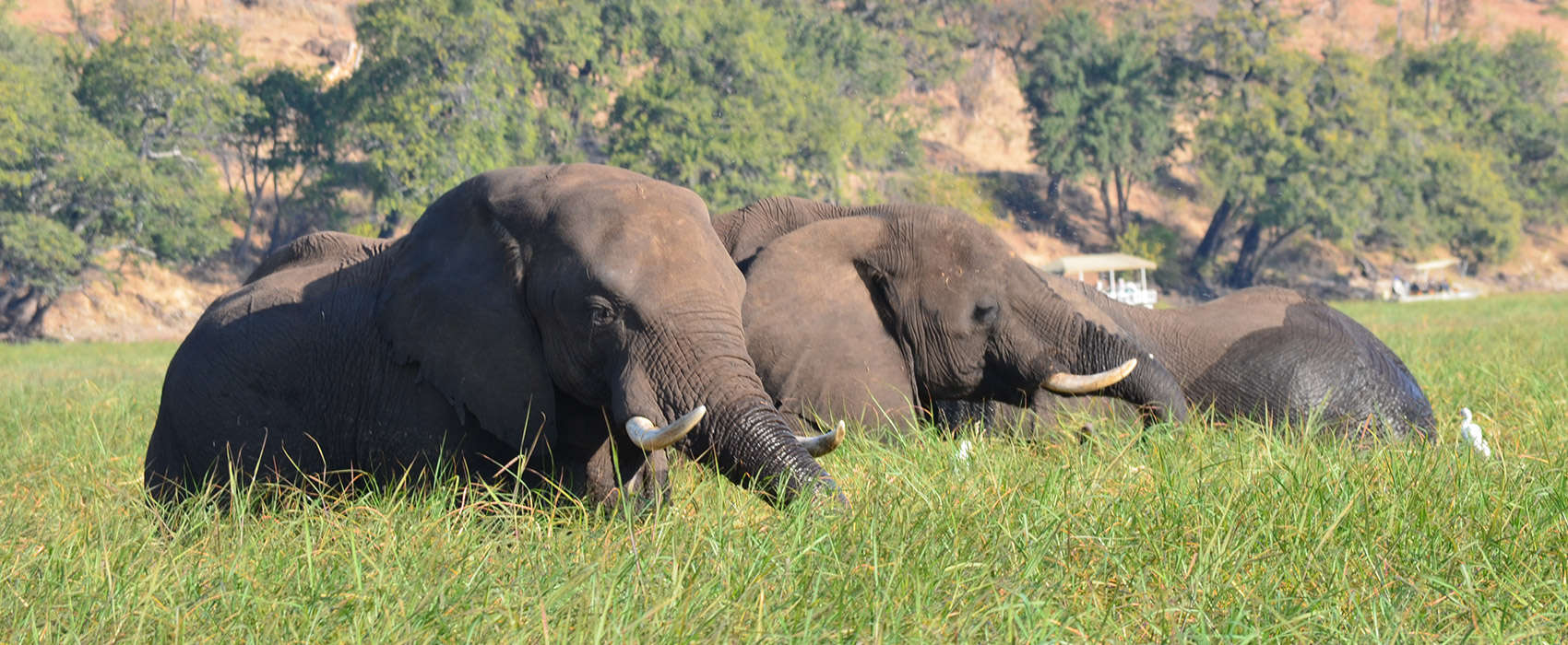 African Chobe National Park & Savute Safari elephant
