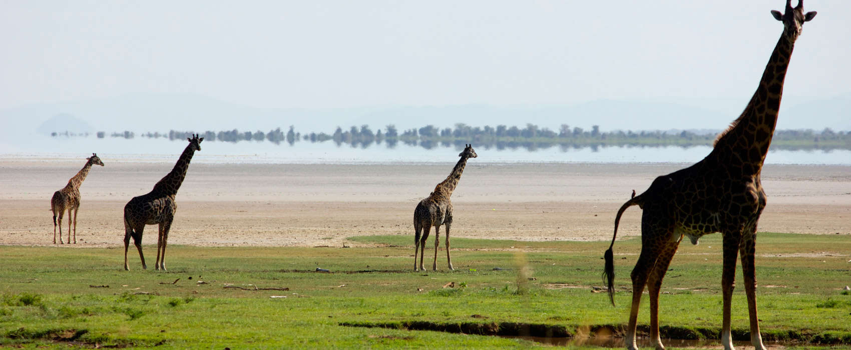 African Lake Manyara National Park Safari giraffe