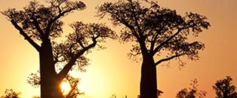 Madagascar Safari Baobabs