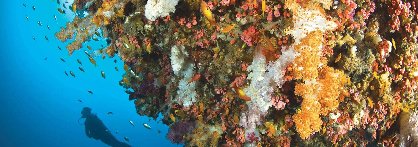 African Seychelles Safari diving