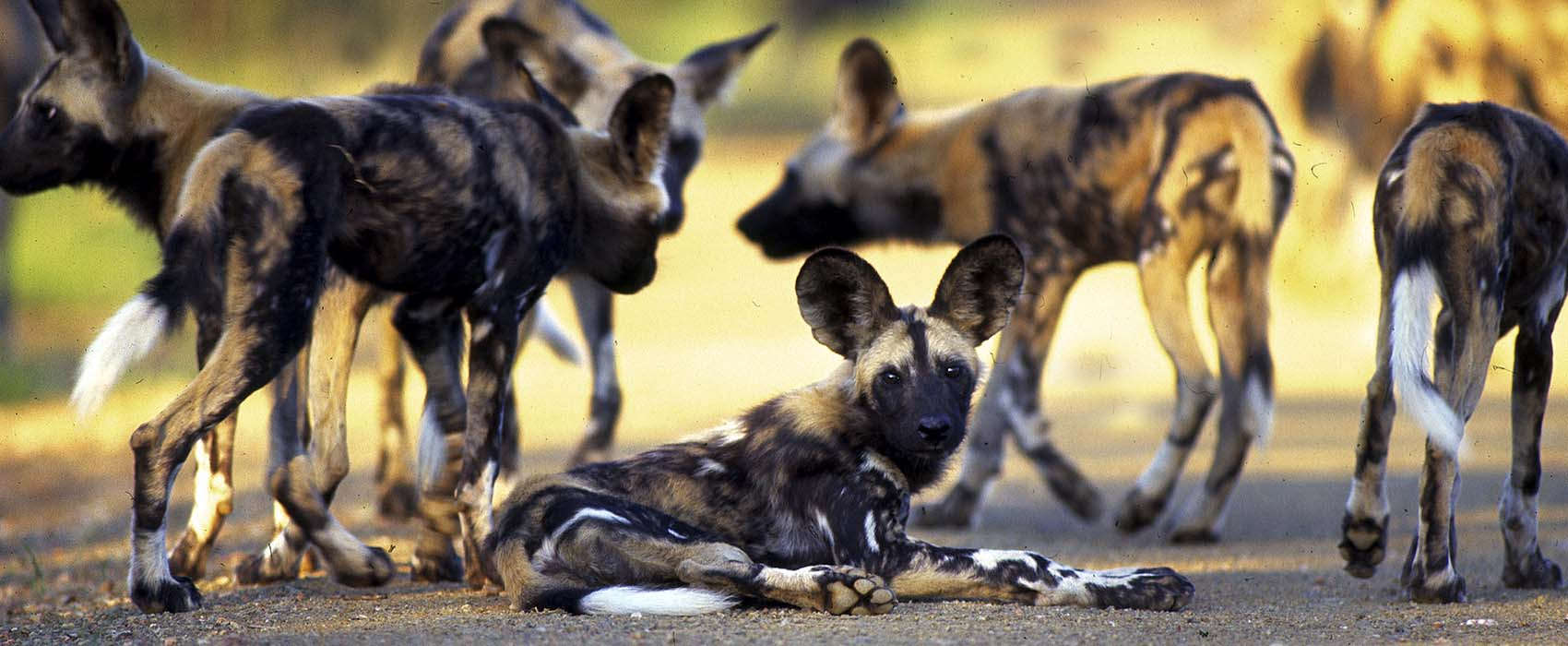 African Kruger National Park Safari dogs
