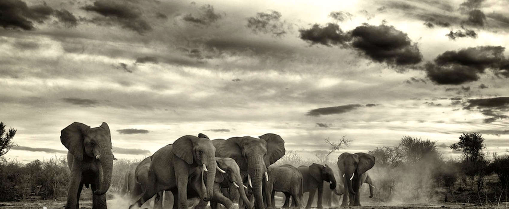 African Madikwe Safari elephants