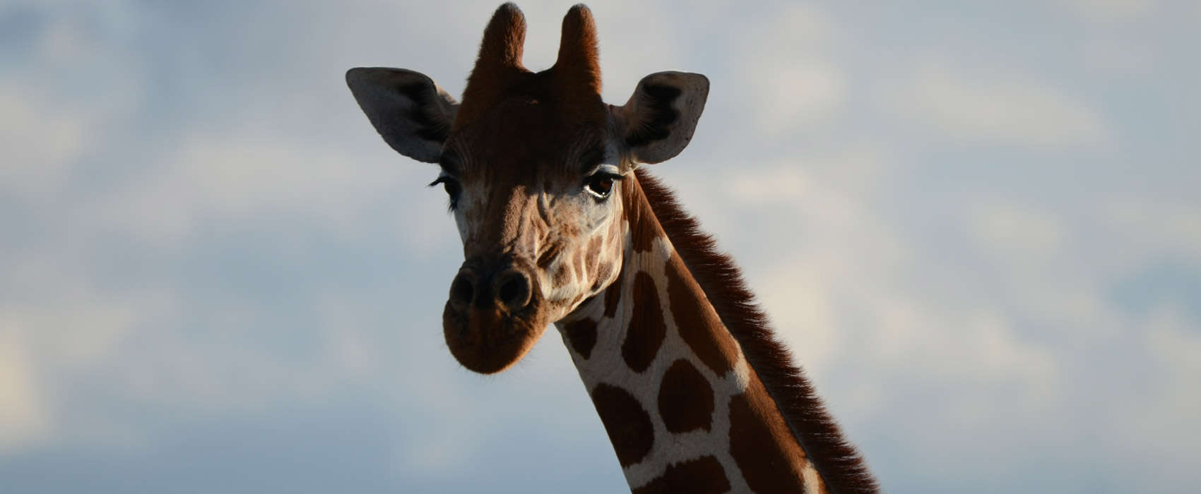 African Masai Mara Safari giraffe