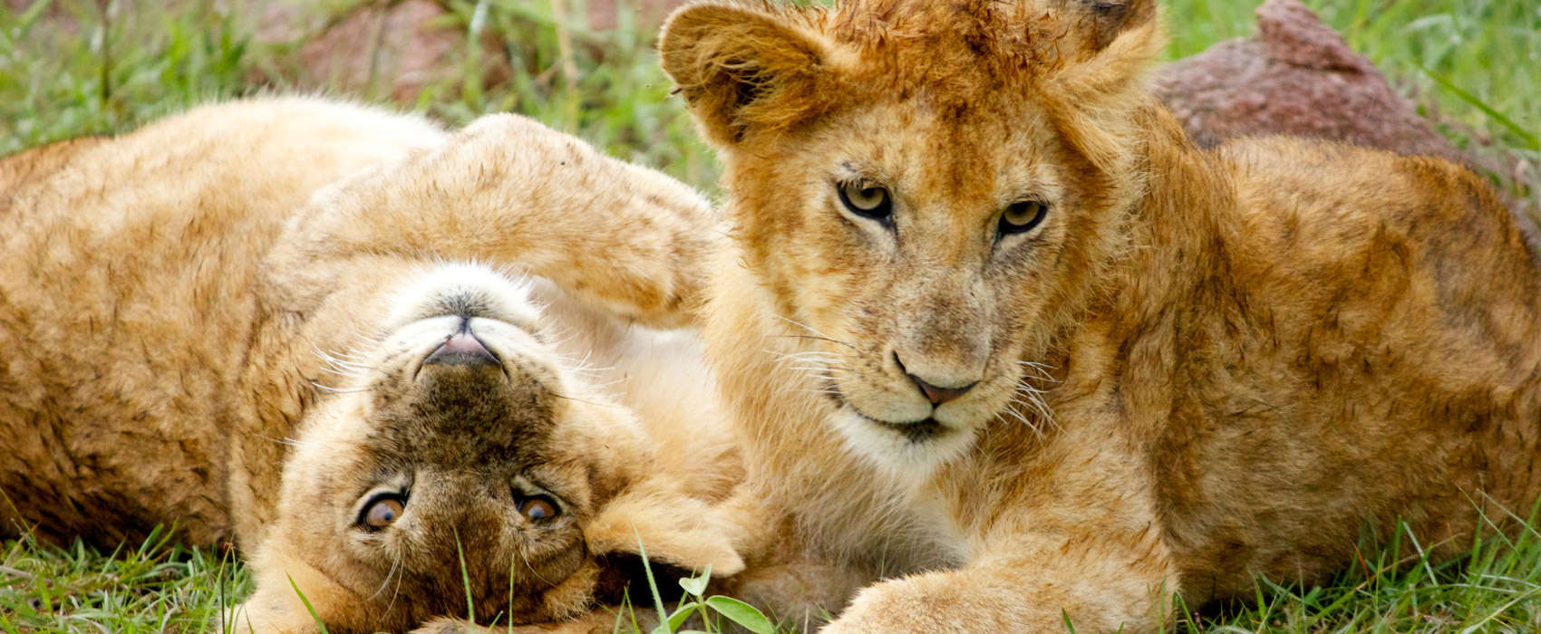 African Serengeti National Park Safari lion cubs