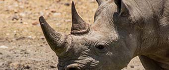 Big Five African Safari Rhino