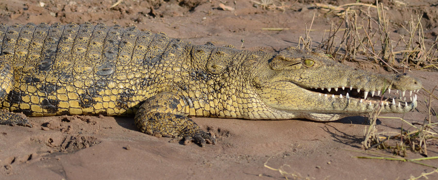 African Chobe National Park & Savute Safari crocodile