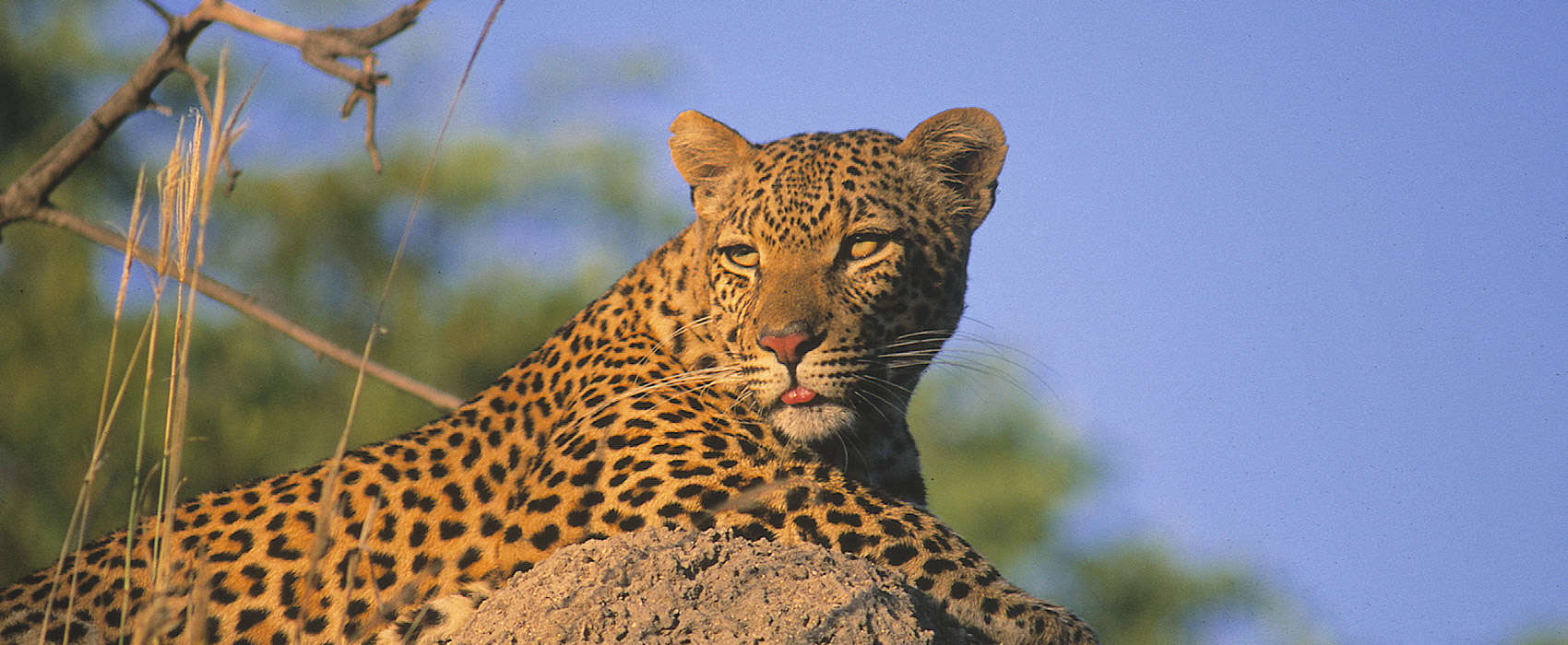 African Kruger National Park Safari leopard