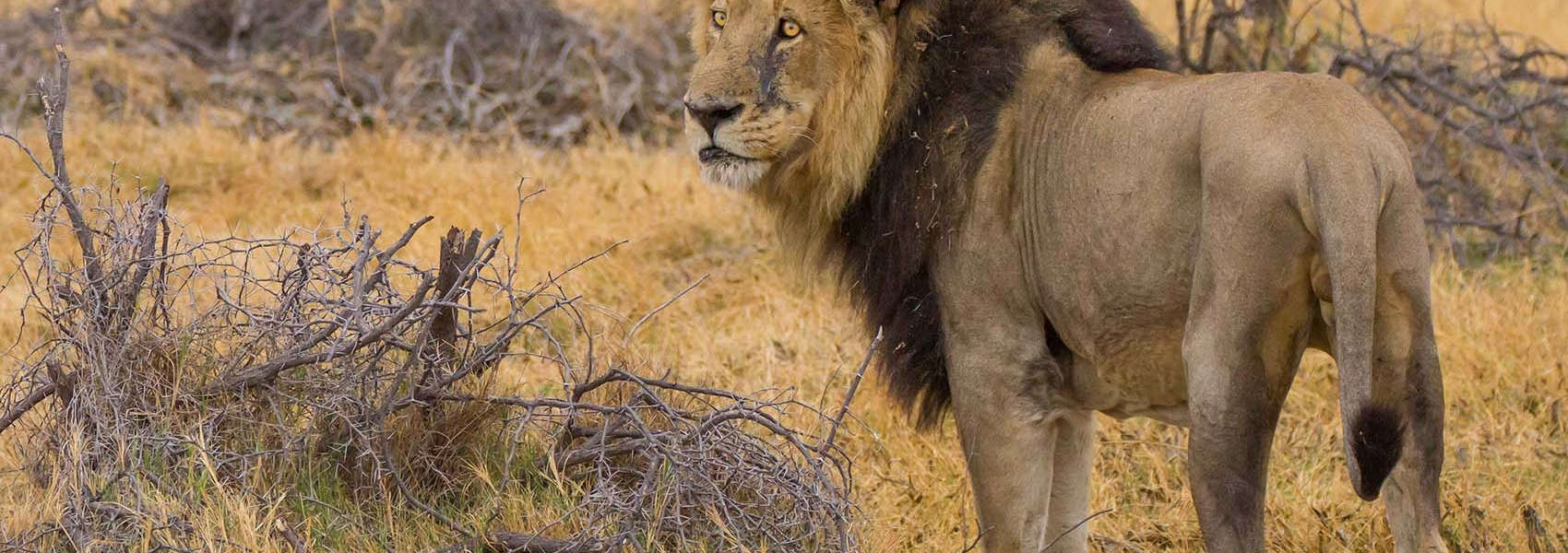 African Okavango Delta Safari lion