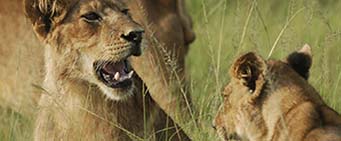 Uganda Safari Lions