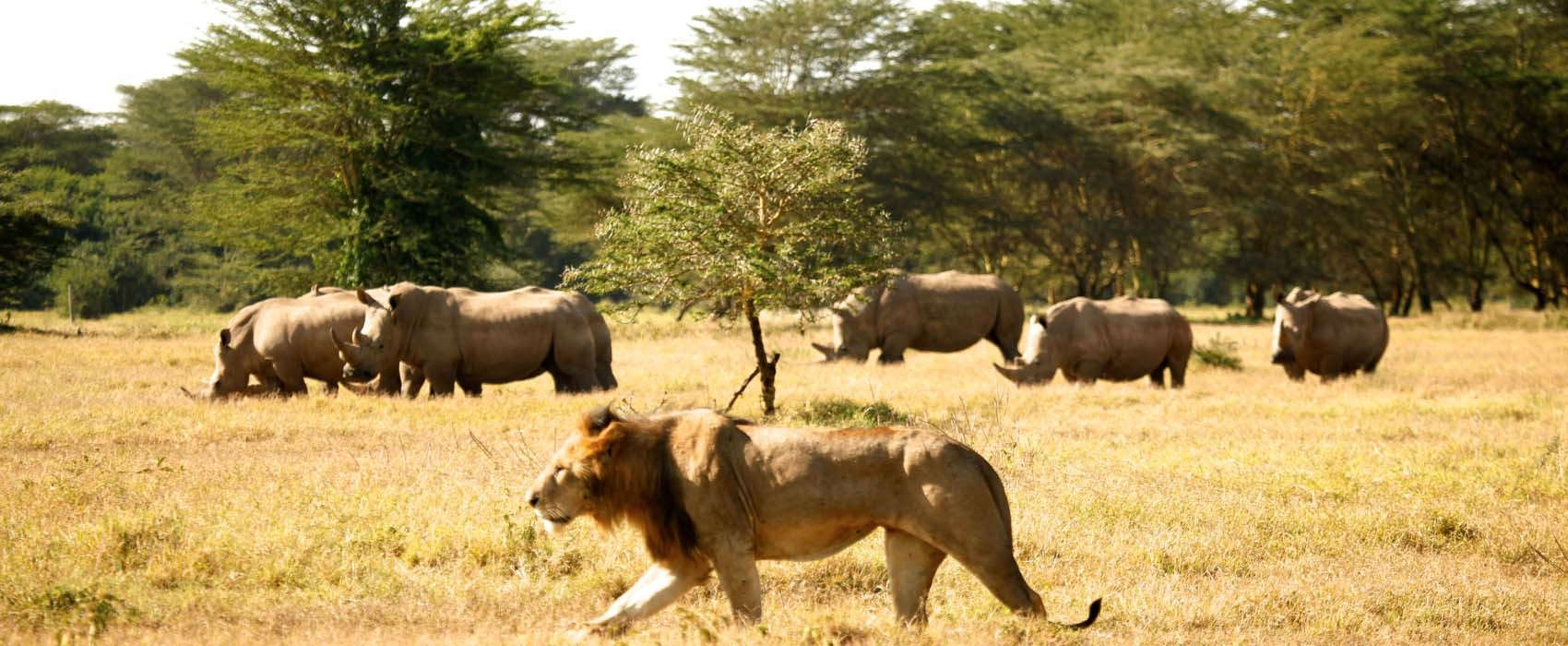 Wildlife safari africa