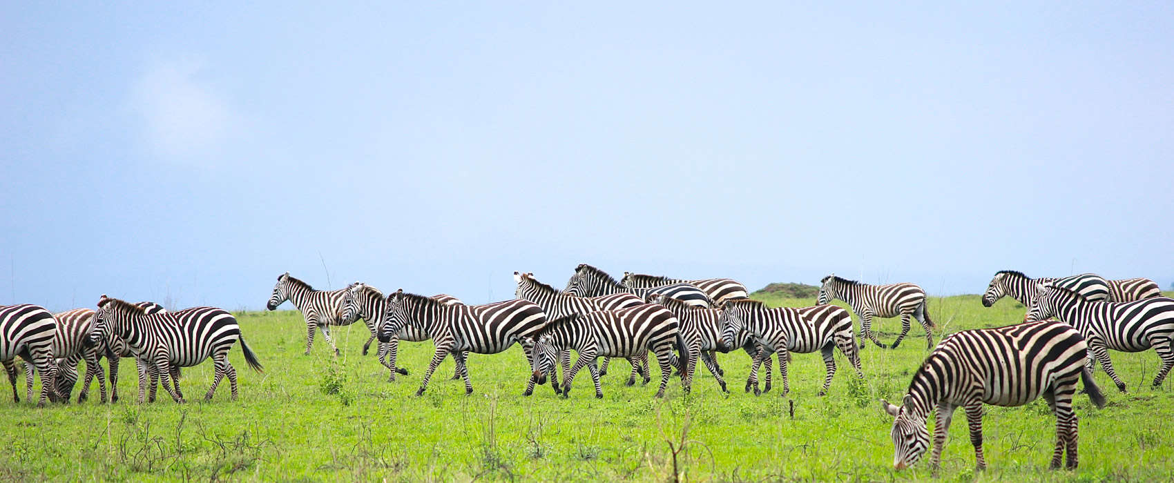 African Serengeti National Park Safari zebra