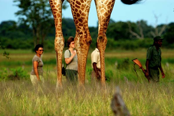 walking safaris africa