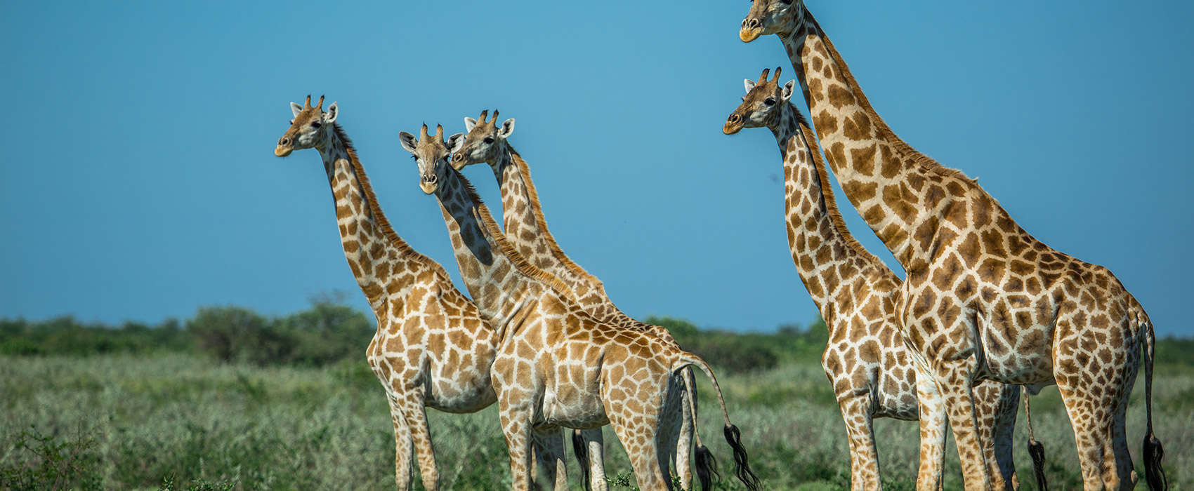 African Makgadikgadian and Nxai Pans Safari giraffe