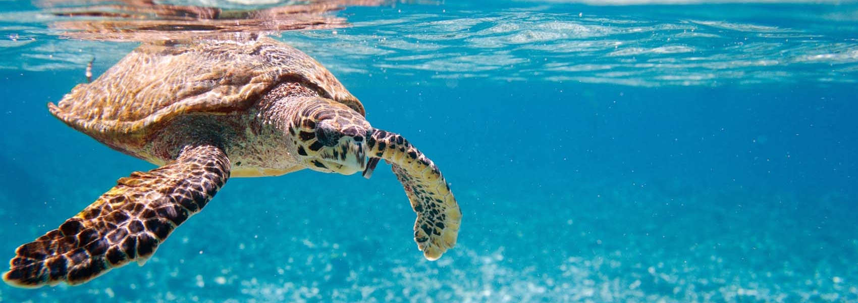 African Seychelles Safari turtle
