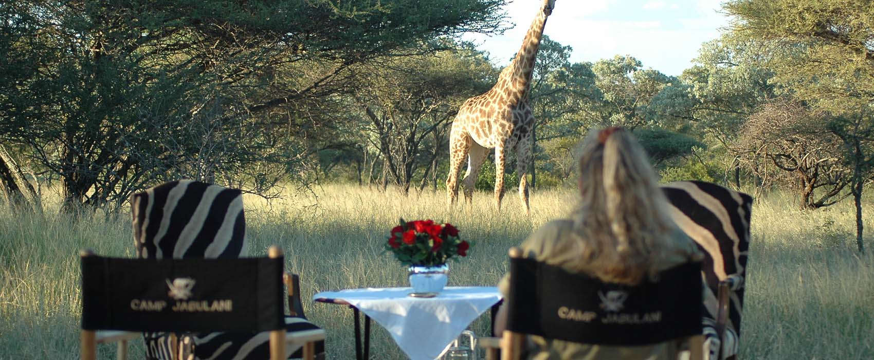 African Kruger National Park Safari giraffe