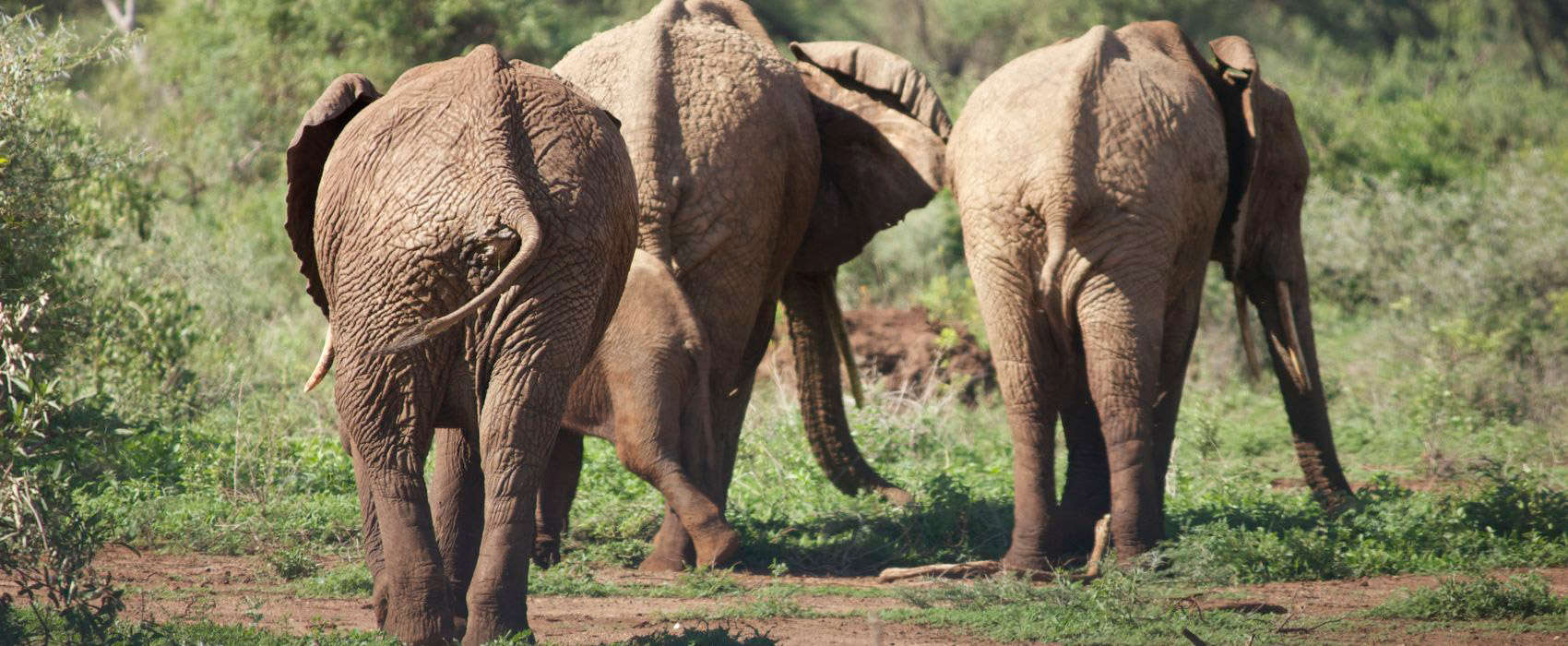 African Lake Manyara National Park Safari elephant
