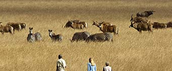 Nyika Wildlife Malawi African Safari
