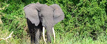 Uganda Safari Queen Elizabeth National Park