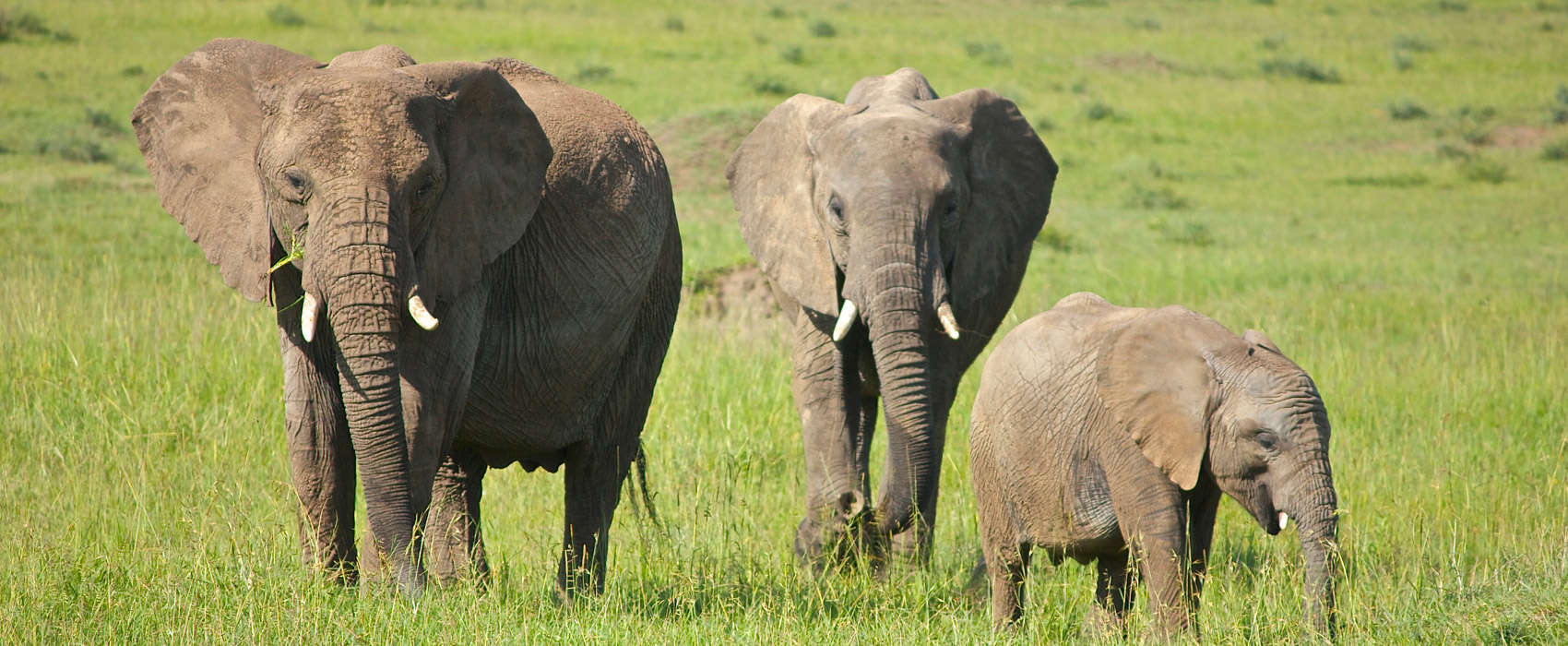 African Serengeti National Park Safari elephants