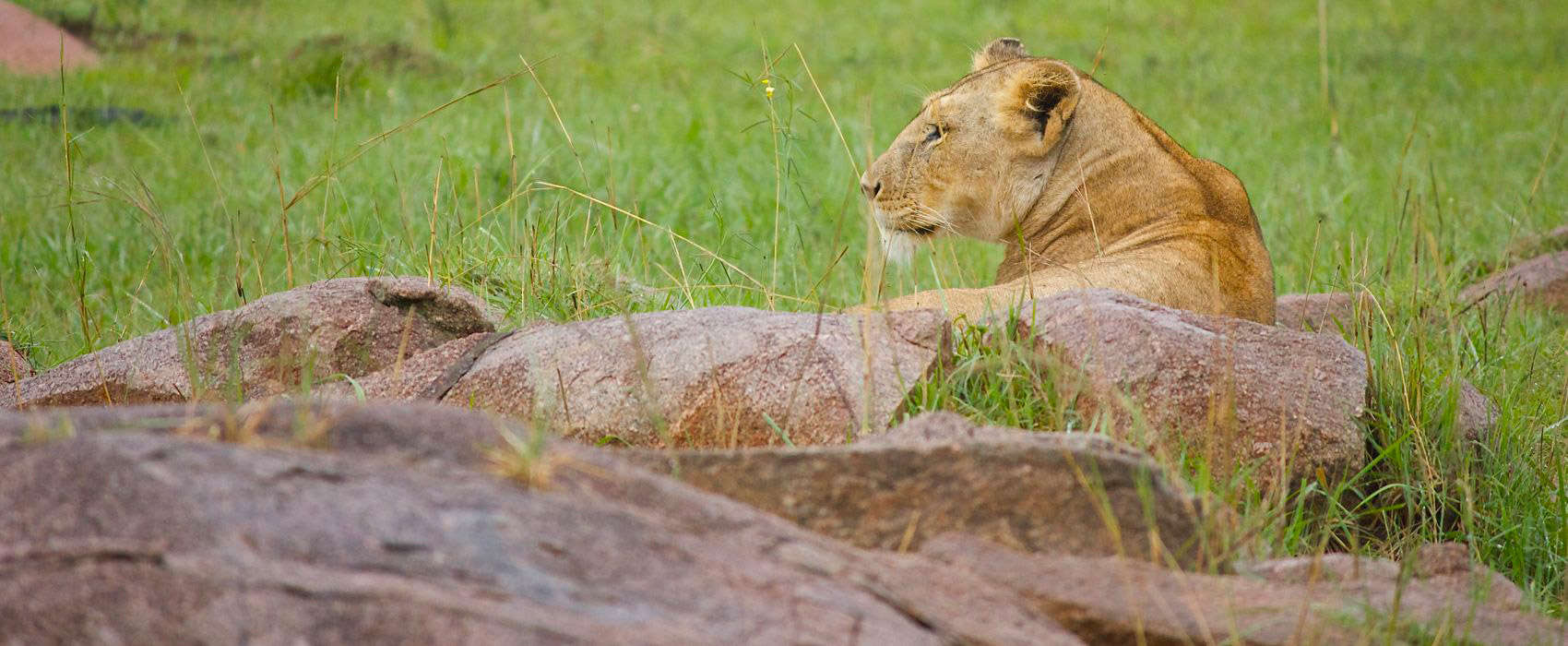 African Serengeti National Park Safari lion