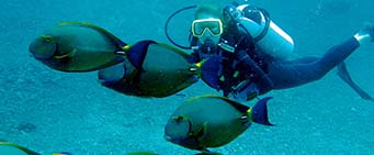 diving in zanzibar