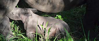 Uganda Safari Ziwa Rhino Sanctuary