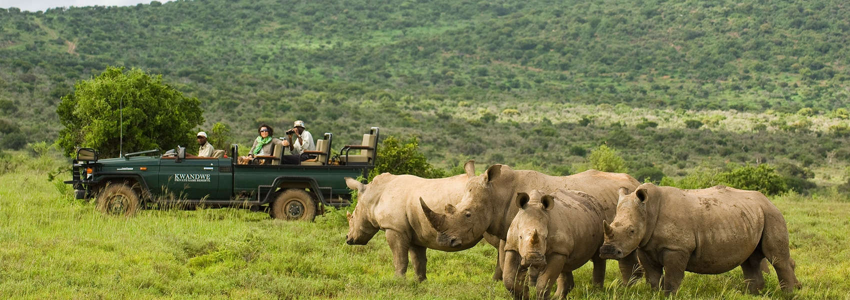 African Eastern Cape Safari rhinos