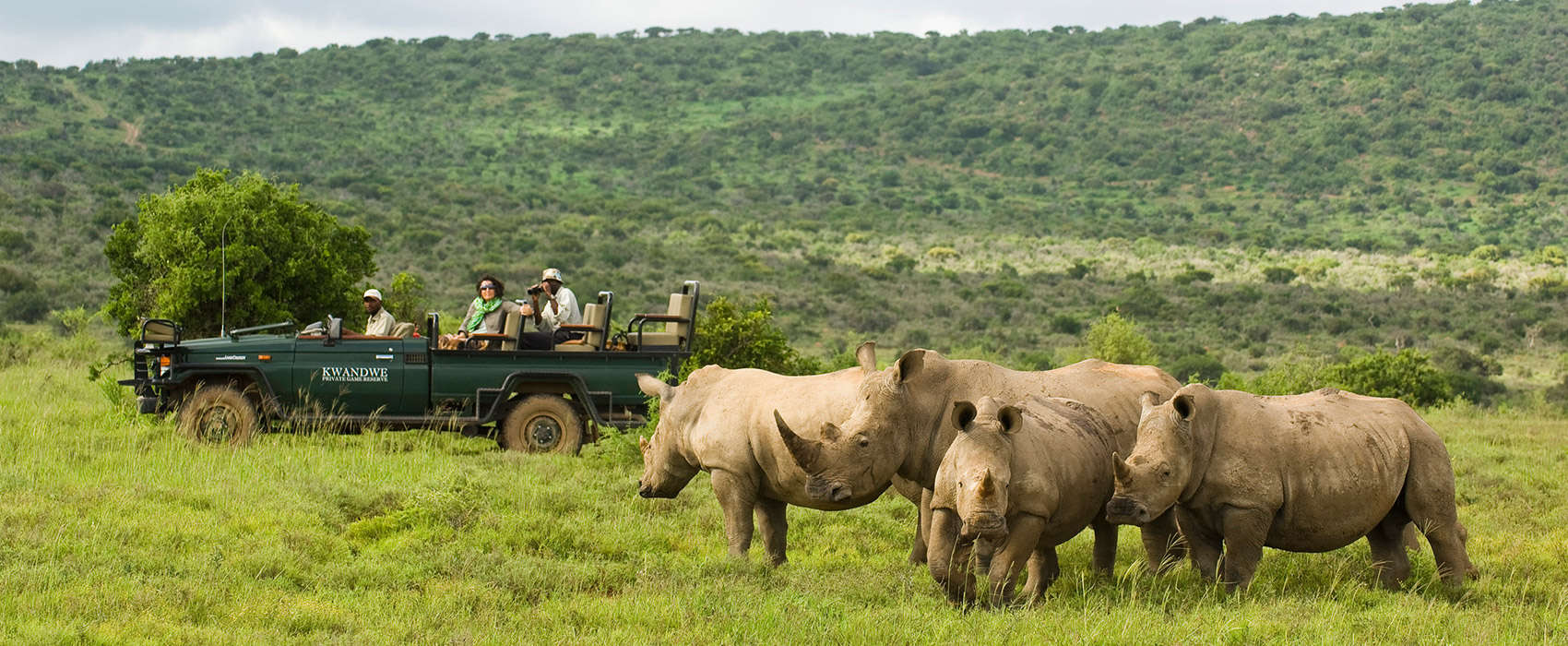 African Eastern Cape Safari rhinos