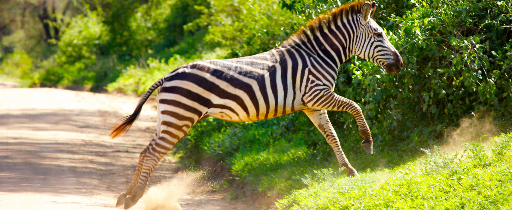 African Lake Manyara National Park Safari zebra