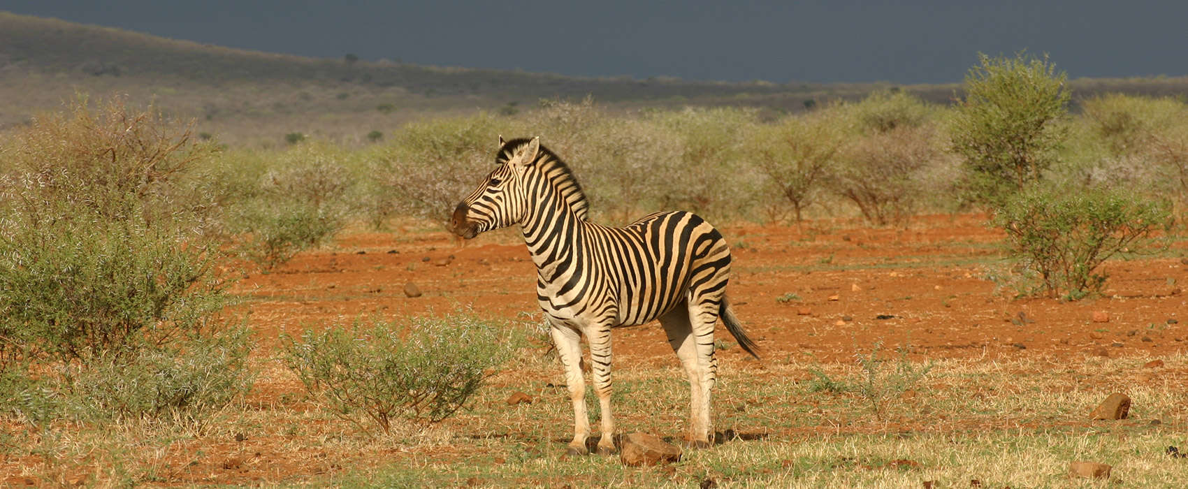 African Madikwe Safari zebras