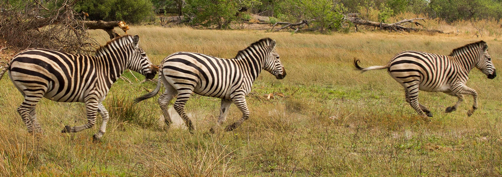 African Okavango Delta Safari zebra