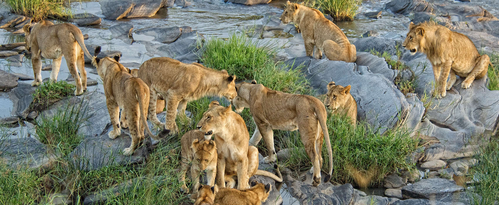 African Masai Mara Safari lions