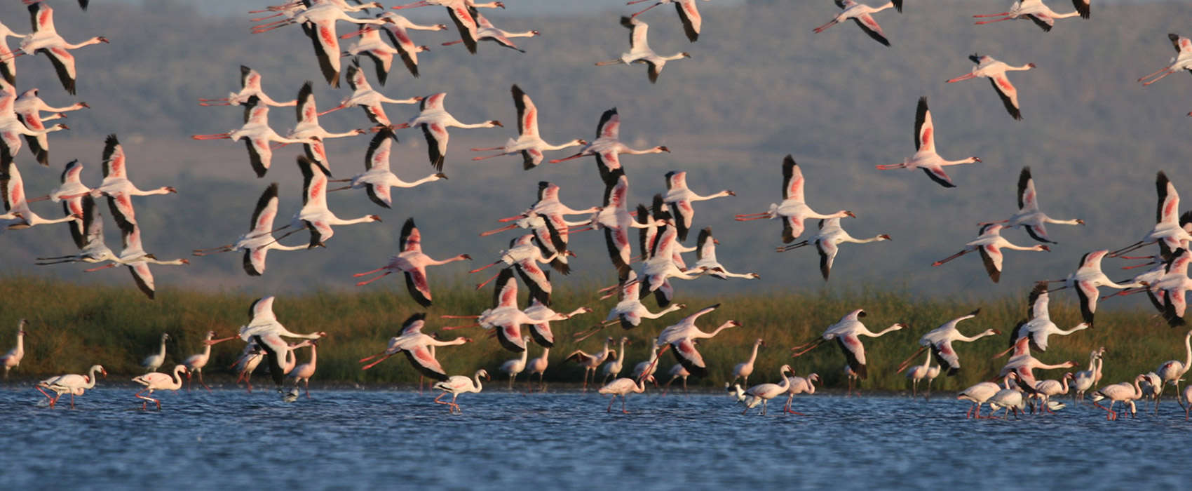 African Great Rift Valley Lakes Safari birds