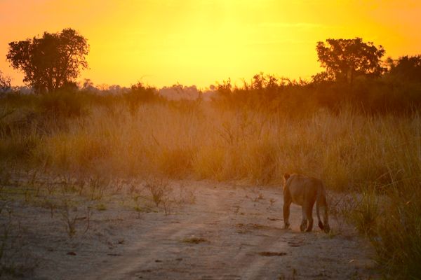 Zimbabwe wildlife safaris
