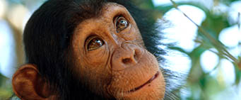 Uganda Safari Kibale Chimpanzee Trek