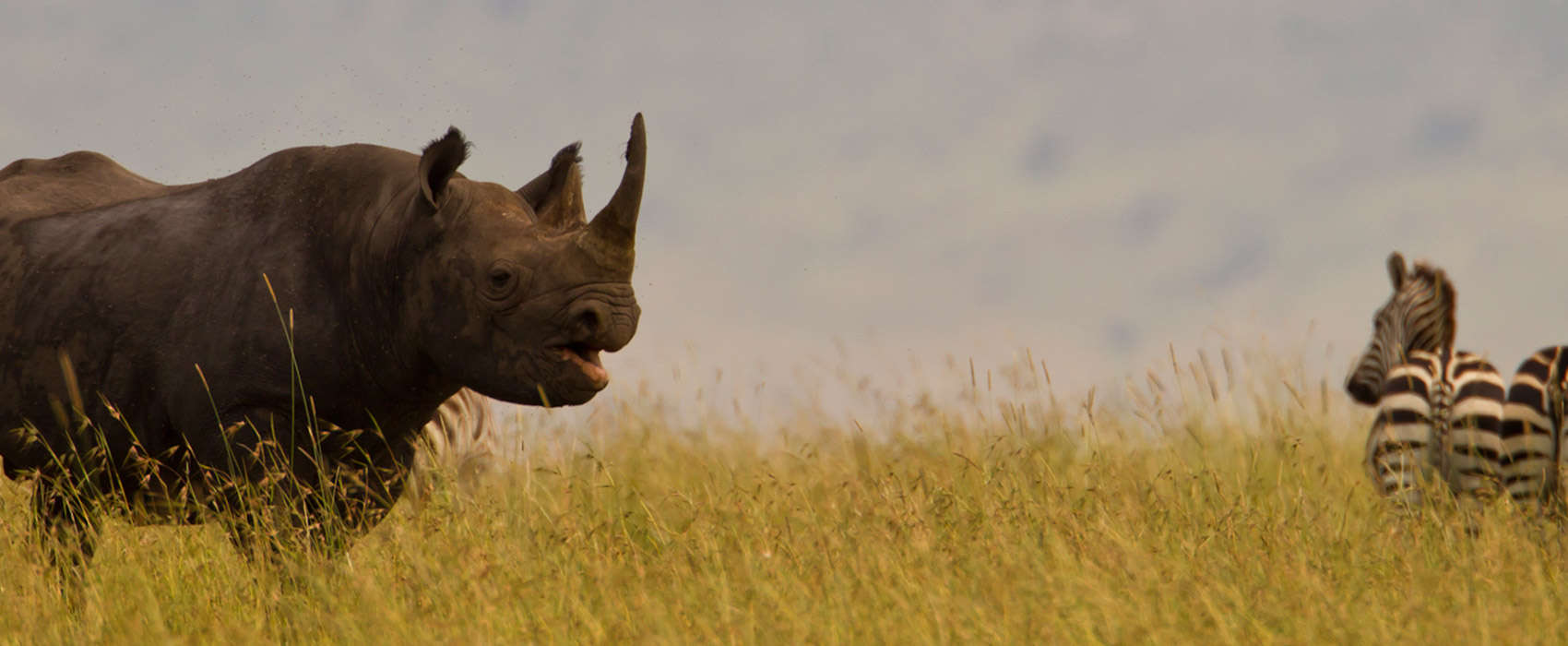 African Masai Mara Safari rhino