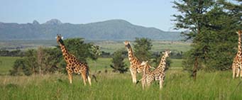 Uganda Safari Kidepo