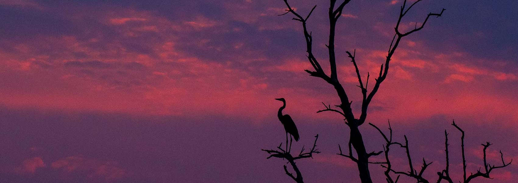 African Okavango Delta Safari sunset
