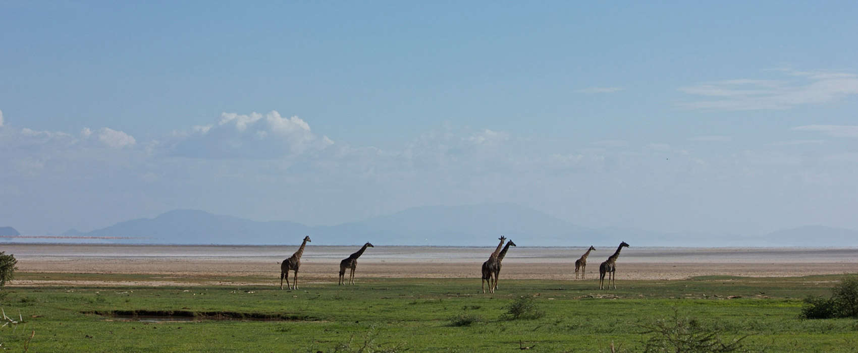African Great Rift Valley Lakes Safari Giraffe