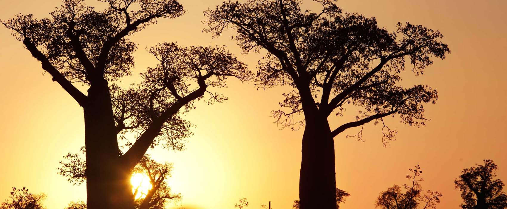 African Madagascar Safari trees sunset