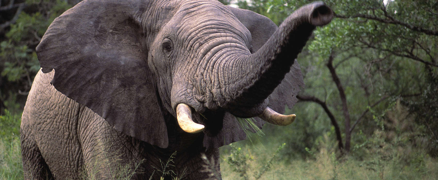 African Kruger National Park Safari elephant
