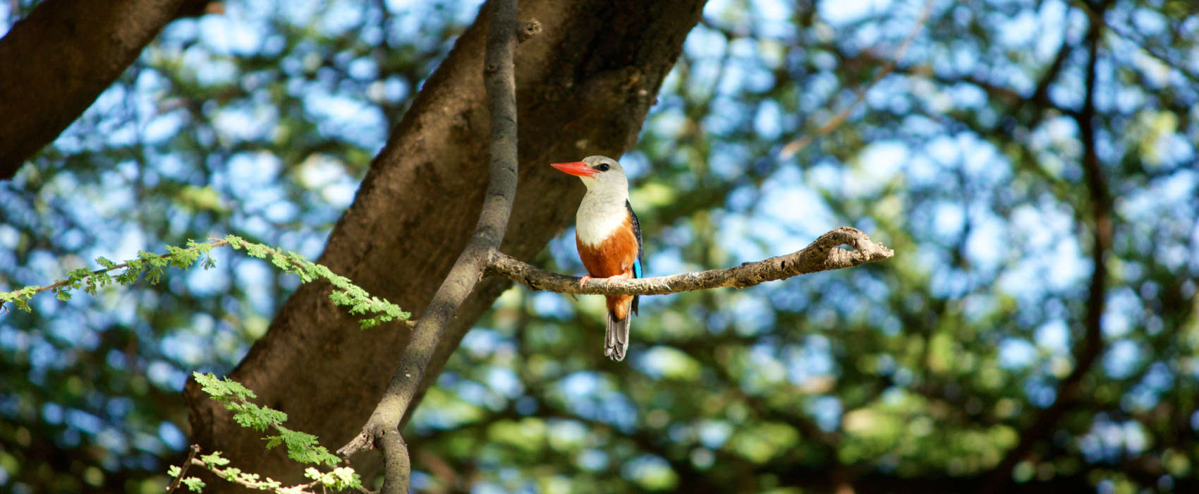 African Lake Manyara National Park Safari tree bird