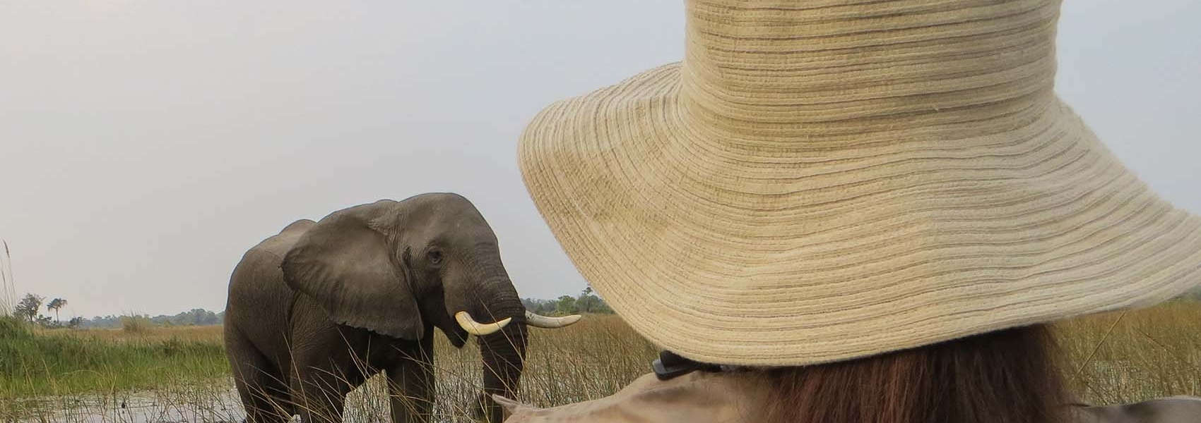African Okavango Delta Safari elephant