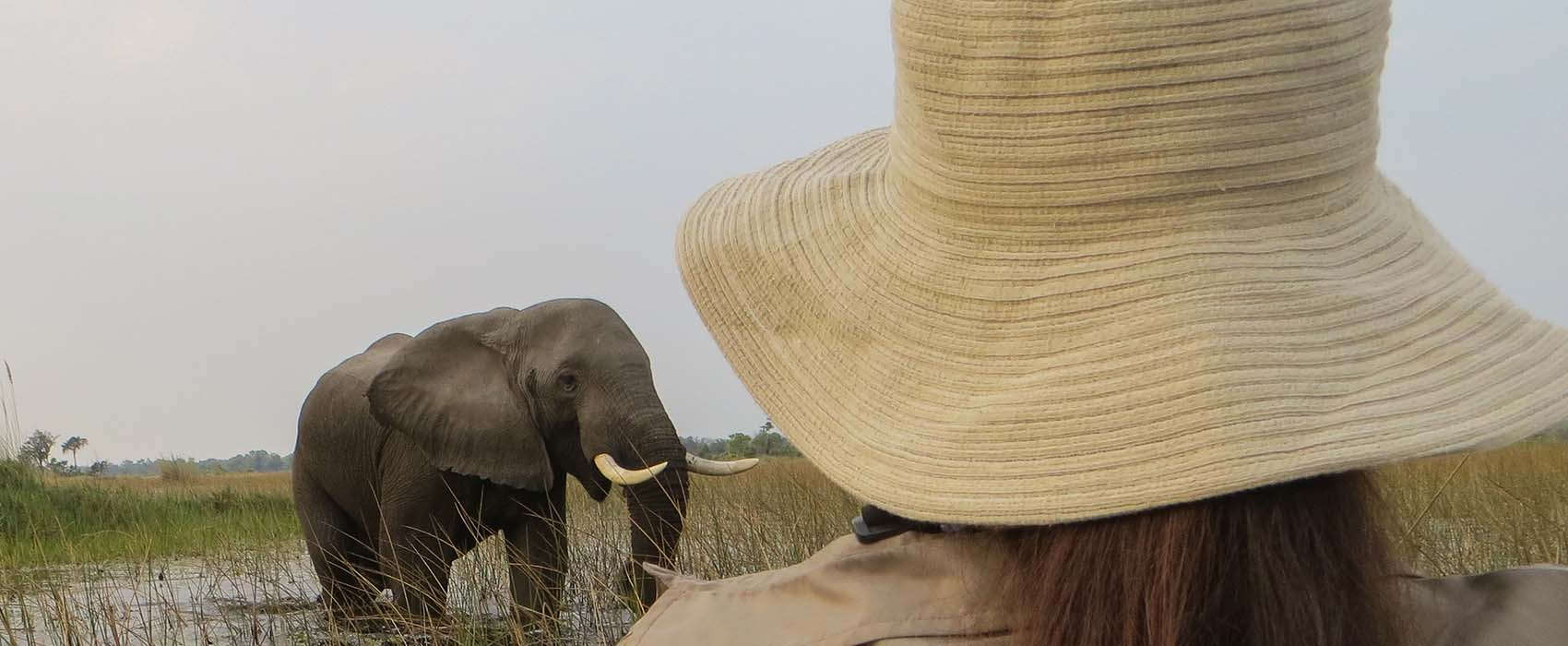 African Okavango Delta Safari elephant