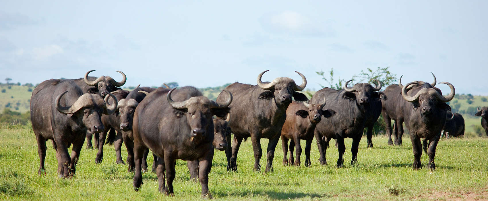 African Serengeti National Park Safari buffalo