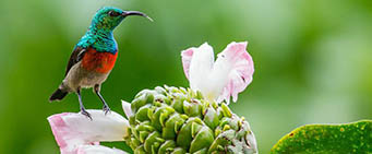 Uganda Safari Birding