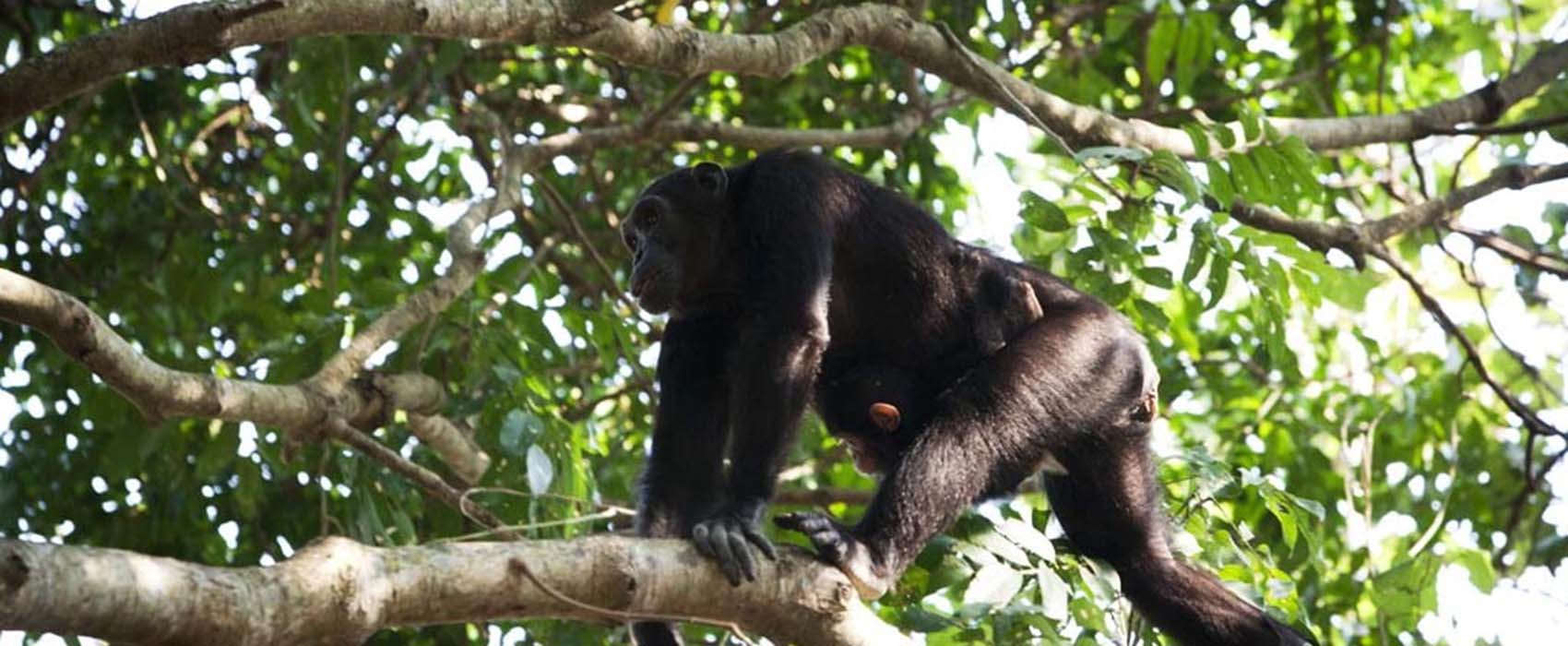 Chimpanzee safari Tanzania