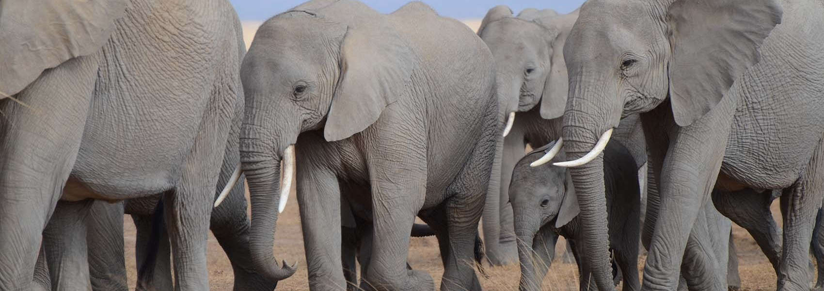 Elephant Safaris in Africa